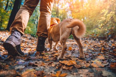 Man hiking in autumn colorful forest with dog.