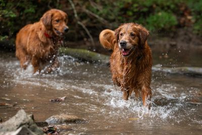 Two golden retrievers running through a creek