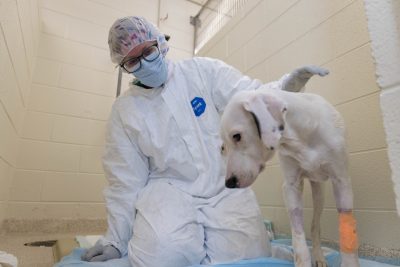 Bobbi Conner (at center) in personal protective equipment treating Maybelline (at right), a puppy with Parvovirus that was brought to the Veterinary Teaching Hospital for treatment