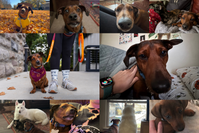 Photos of Axel the Dachshund mix