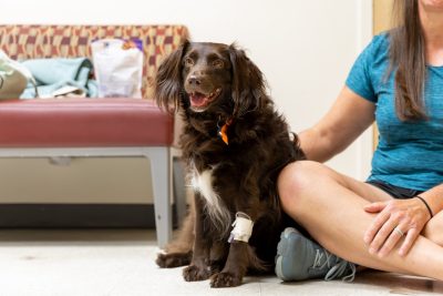 Nutmeg, a Boykin-spaniel mix, in the Veterinary Teaching Hospital exam room