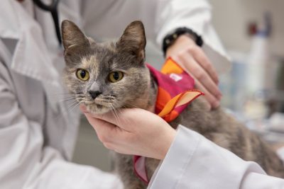 Cat spay process in spay lab