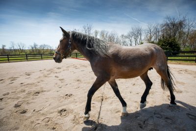 Horse trotting in equine arena at the Veterinary Teaching Hospital.