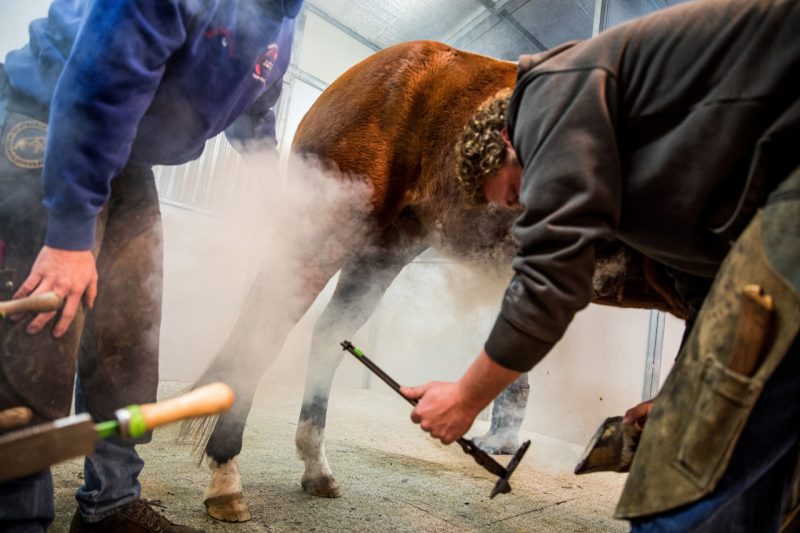 The Farrier Service of the Veterinary Teaching Hospital (VTH) unites the skills, knowledge, and experience of farriers with referring veterinarians and the VTH's veterinarian specialists to provide therapeutic foot care for horses.