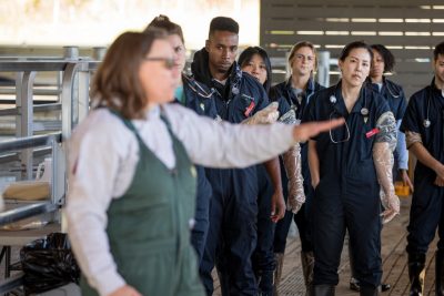 large animals clinicals