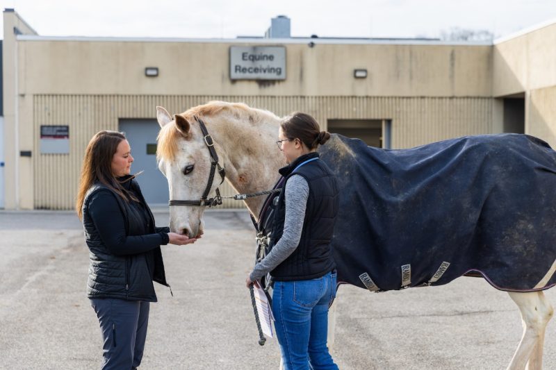 Equine Services receiving horse