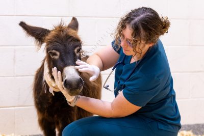 large animal services cover photo