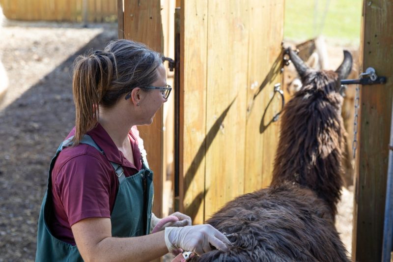 Farm Animal Services