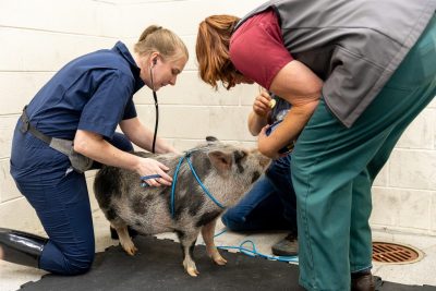 small and large animal services cover image