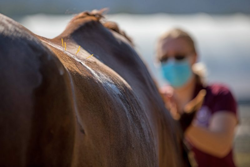 Acupuncture needles on a horse