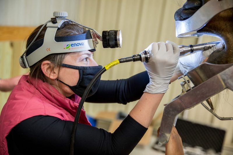 Equine dental exam
