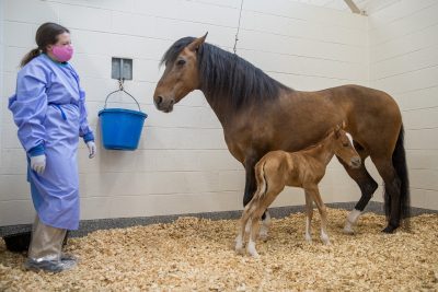 Dr. Leventhal, mare, and foal
