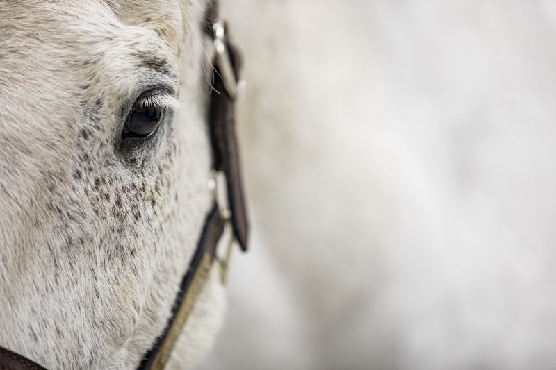 Horse Closeup