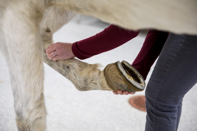 Lameness Evaluation 