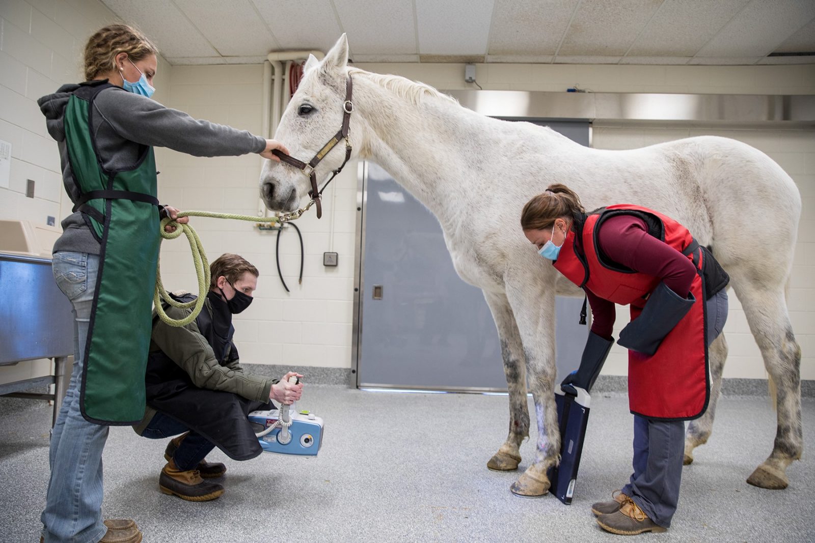 Equine Services: On Farm and In Hospital Veterinary Teaching Hospital