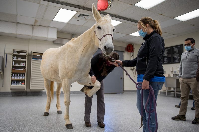 Lameness Evaluation 