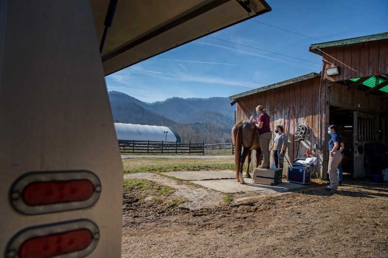 Equine Field Services performing shockwave therapy