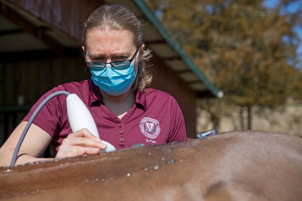 Shock wave therapy cheap for horses