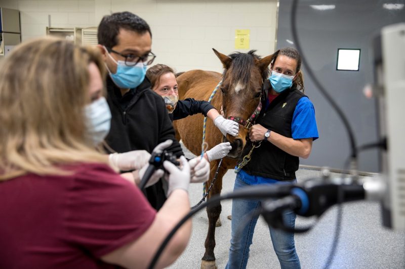 Upper Airway Endoscopy