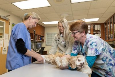 animal heath care team examining dog