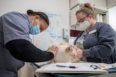 DVM Student and vet technician examine a cat in CPRAC 