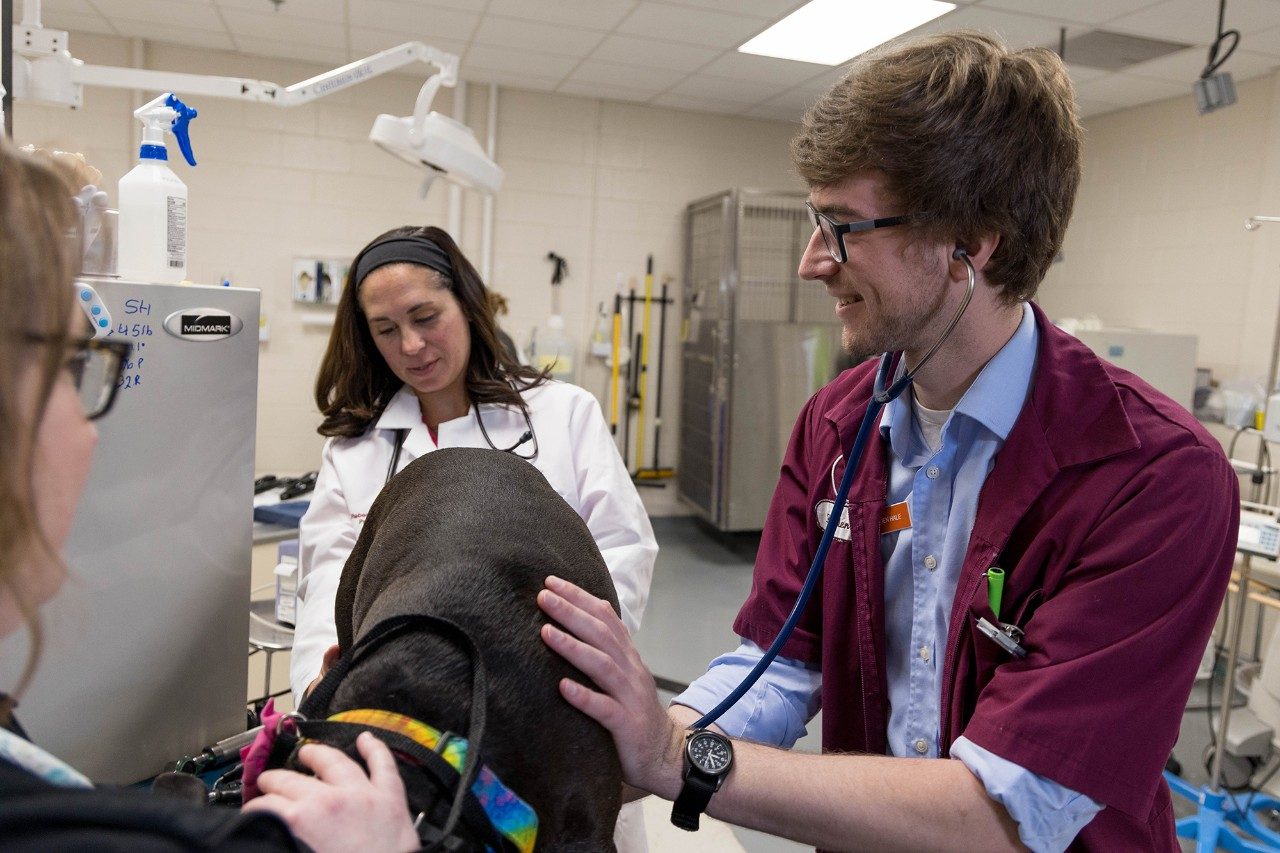 Veterinary professionals examining a dog at the Veterinary Teaching Hospital.