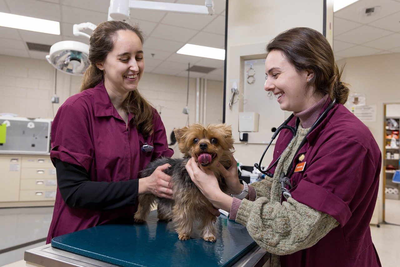 Two veterinary professionals examining a dog at the Veterinary Teaching Hospital.