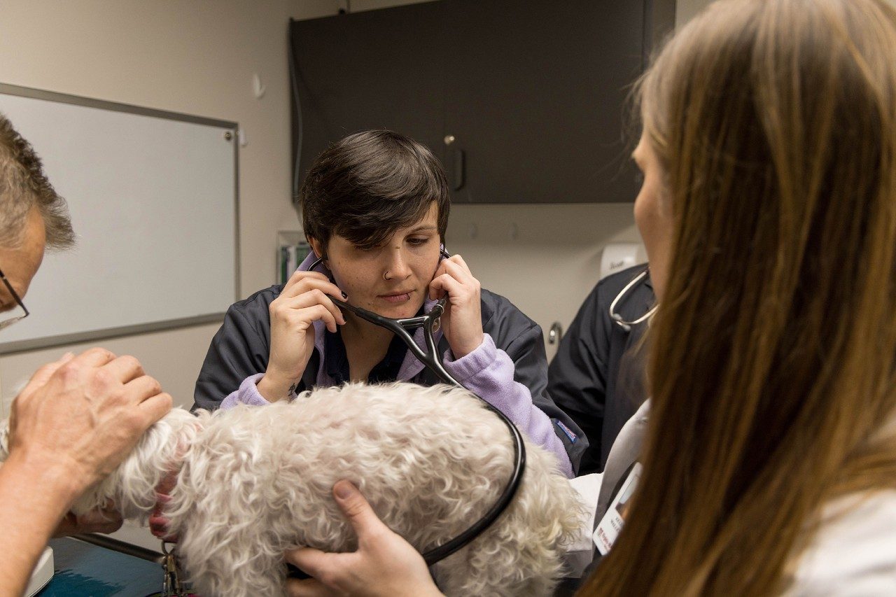 Veterinary professionals examining a dog at the Veterinary Teaching Hospital.