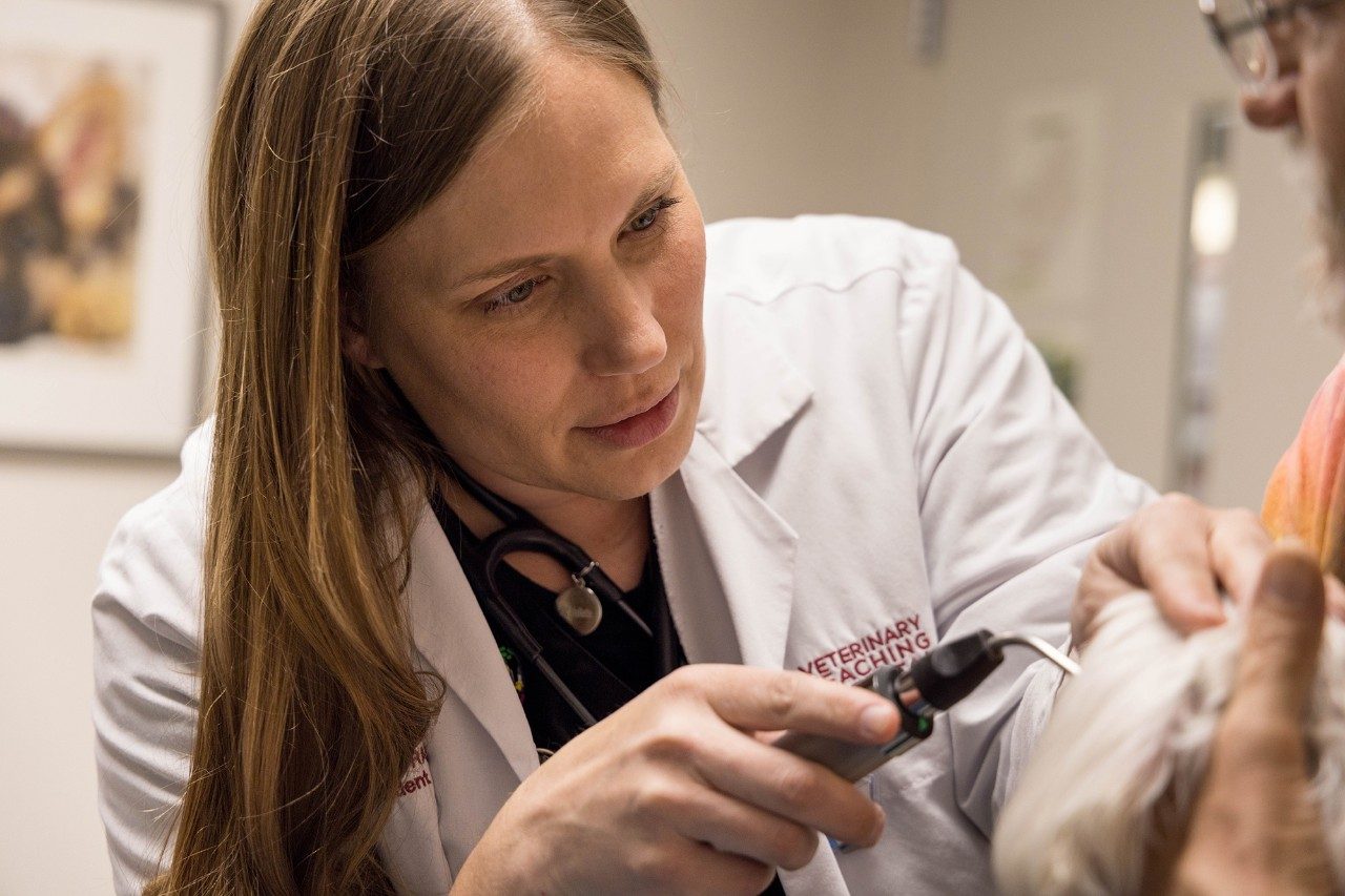 Two veterinary professionals examining a cat at the Veterinary Teaching Hospital.