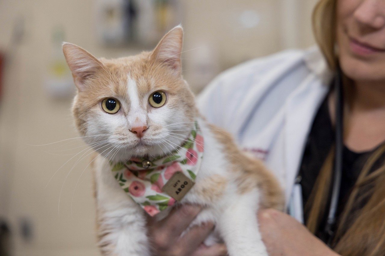 Two veterinary professionals examining a cat at the Veterinary Teaching Hospital.
