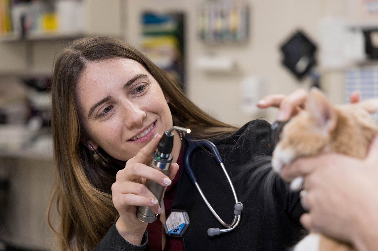 Two veterinary professionals examining a cat at the Veterinary Teaching Hospital.