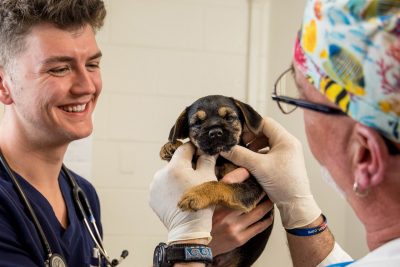 Two veterinary professionals examining a puppy at the Veterinary Teaching Hospital.