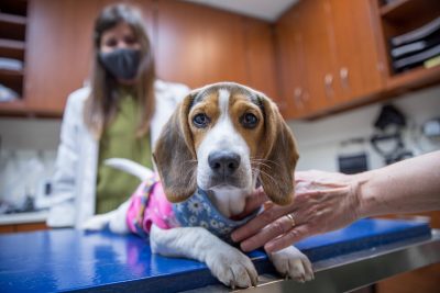 Beagle puppy in ophthalmology