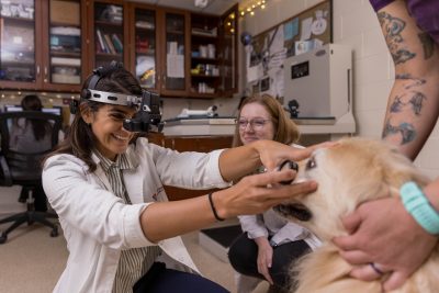 Renata Ramosp performing an ophthalmology exam on a patient at the Veterinary Teaching Hospital.