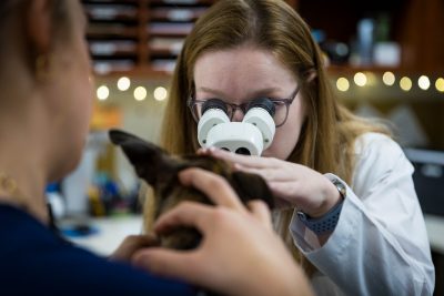 Ophthalmology team member performing an exam on a patient at the Veterinary Teaching Hospital.