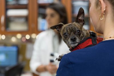 Renata Ramos and the ophthalmology team working at the Veterinary Teaching Hospital.
