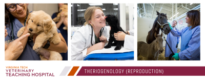 Photos from the Theriogenology (Reproduction) service at the Veterinary Teaching Hospital.