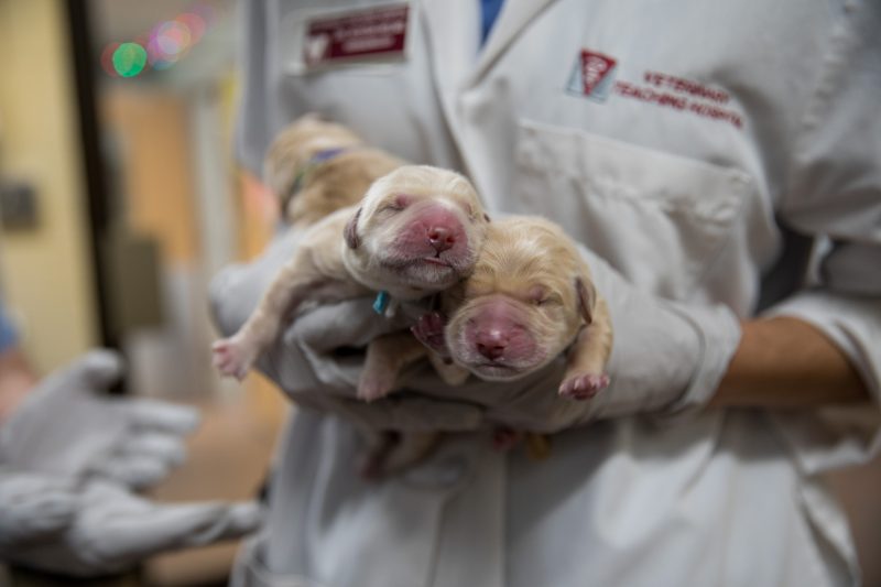 A Survey on Birthing and The Female Dog