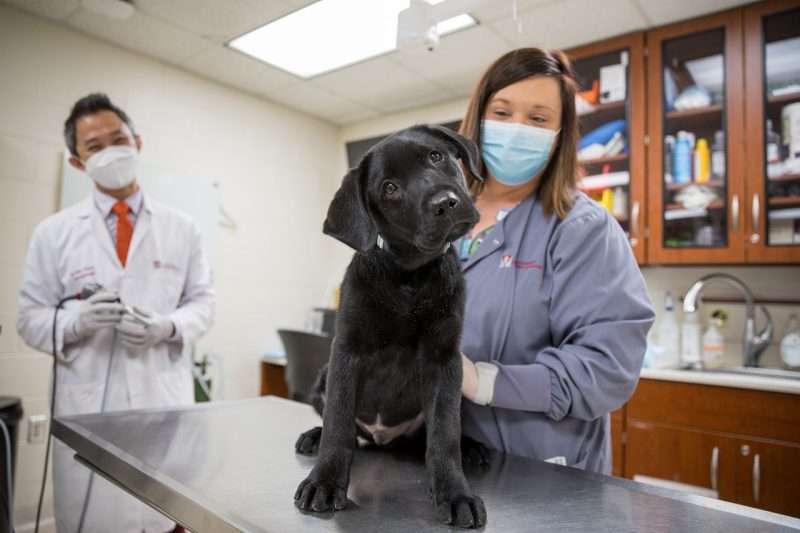 Black lab puppy in dermatology