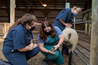 Dr. Stewart teaching DVM students in the sheep barn