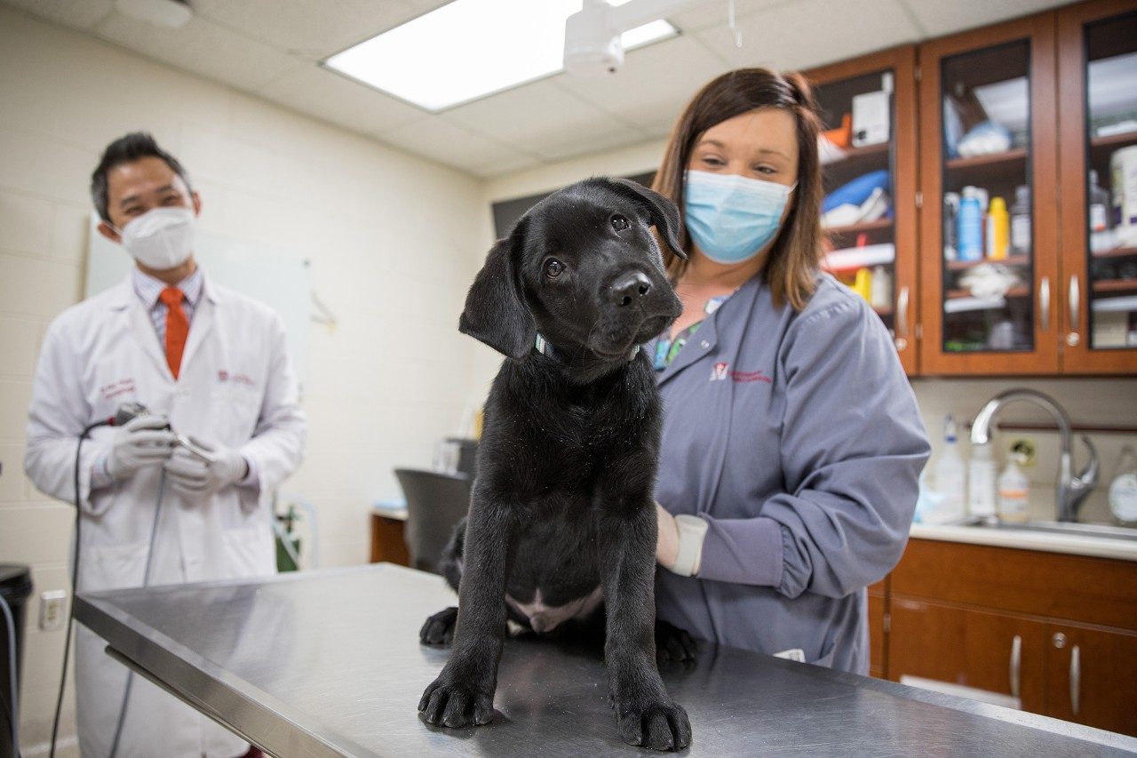 Your Animal Health Care Team Veterinary Teaching