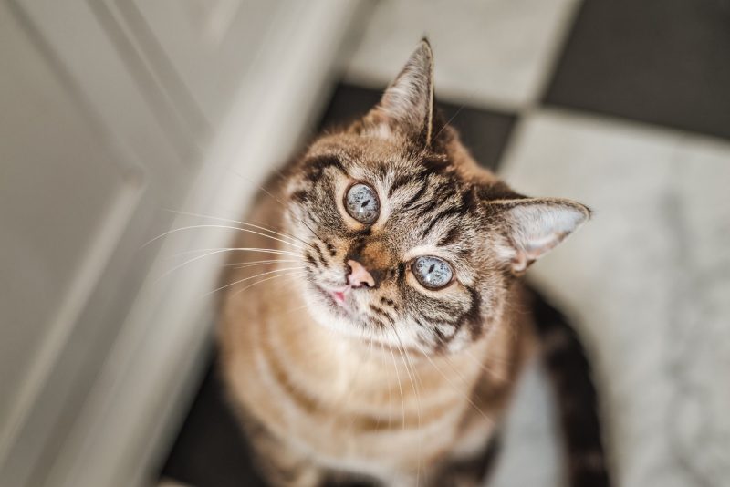 Senior Cat A senior cat posing for the camera. Photo courtesy of Adobe Stock Images.