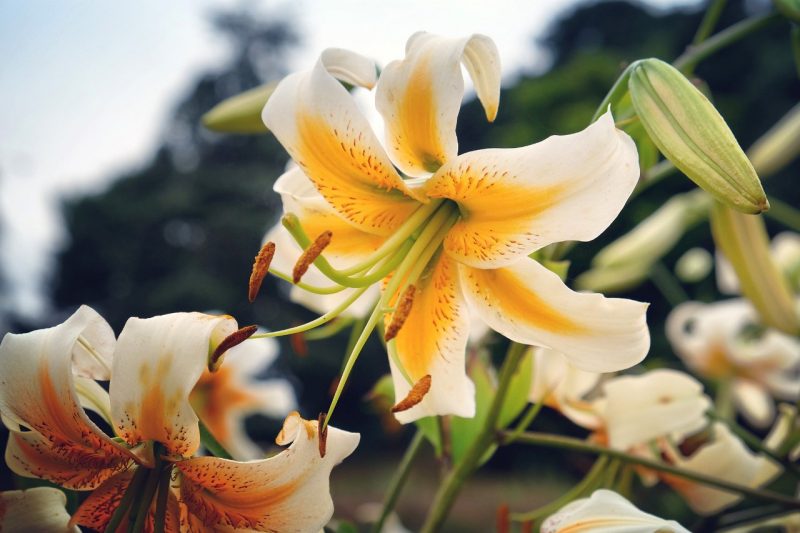 Lilies White and yellow lilies in bloom.
