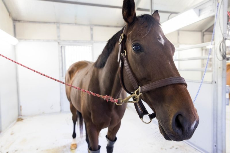 Mari, an eight year old Thoroughbred mare, at the Veterinary Teaching Hospital