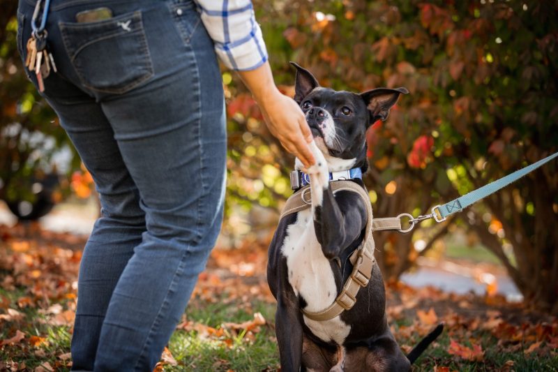 ACE with Student 2 Student teaching a canine companion to "shake".