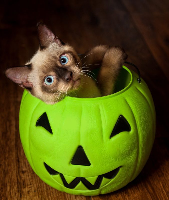 An adorable seal point, Siamese colored, kitten sits in a plastic green Jack-O-Lantern, seemingly pleading to go Trick or Treating while looking at the camera with his head tilted back.