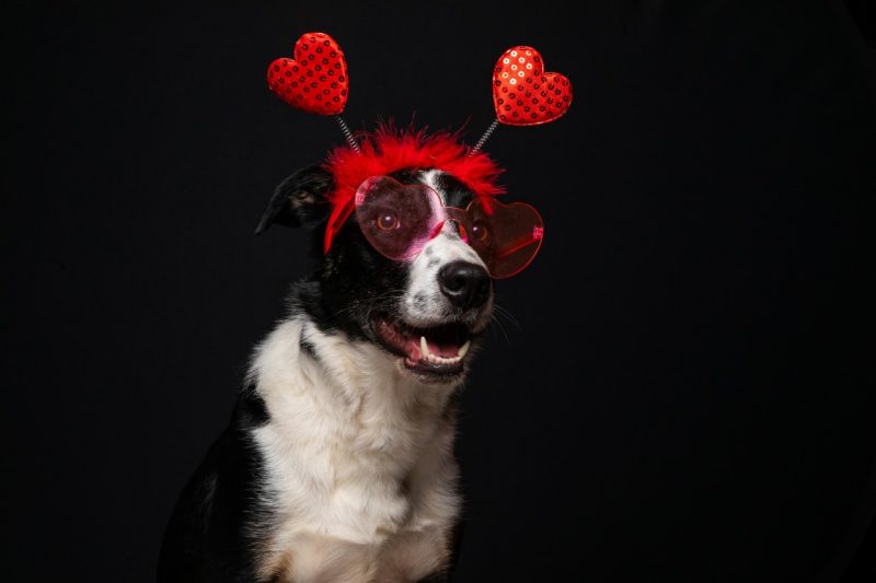 Hank Hamilton Black and white dog wearing hear glasses and a heart headband to celebrate Valentine's Day.