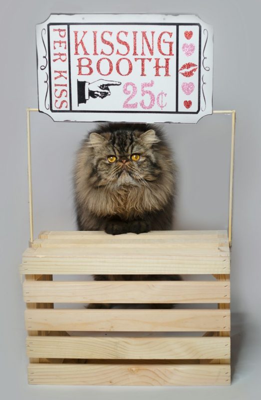 Cat Kissing Booth Long haired cray cat under a kissing booth sign.