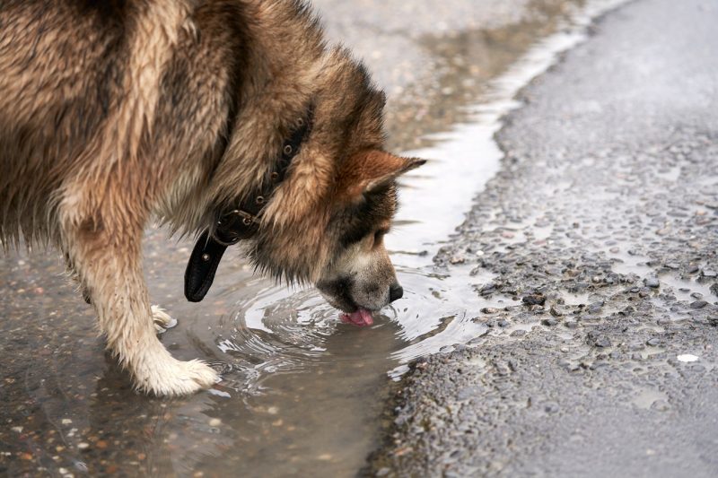 Lepto 2 A dog with wet fur drinks water from a puddle after a rain. Selective focus.