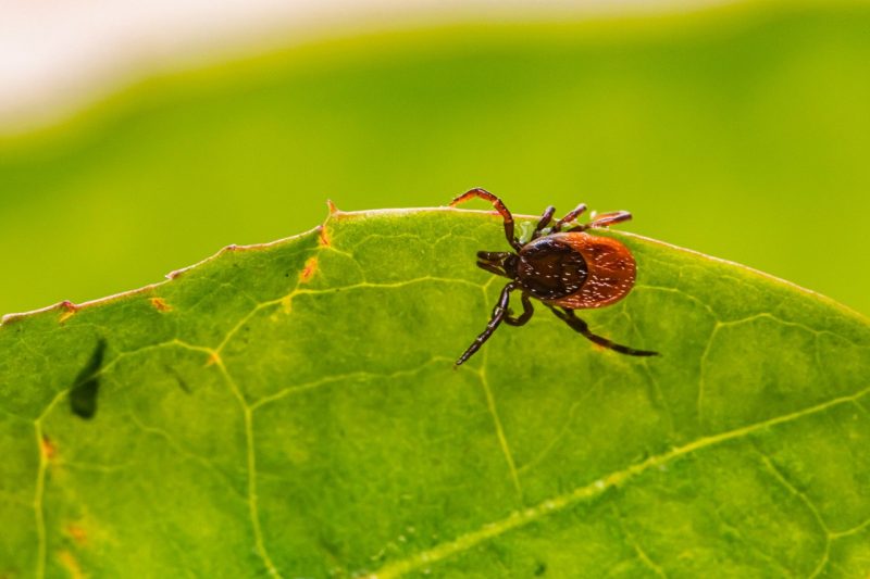 Deer Tick Deer tick on a green leaf.